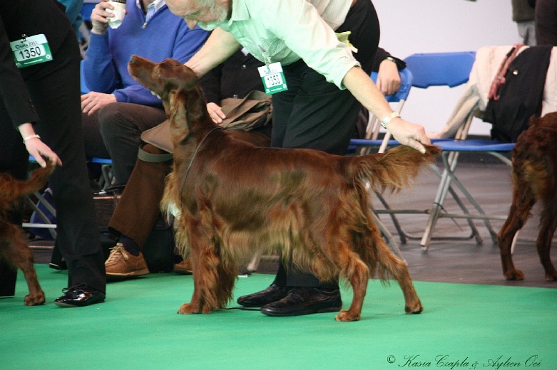 Crufts2011 015.jpg